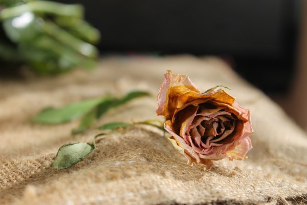 Засохшие цветы