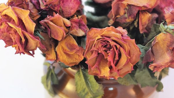 Засушенные розы