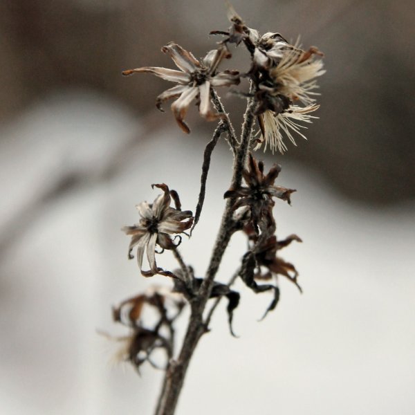 Засохшие цветы