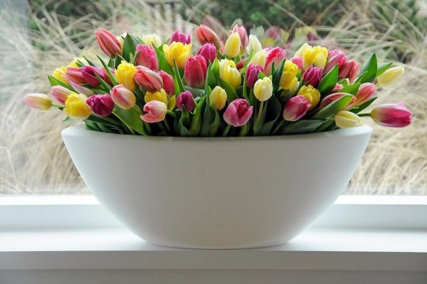 Тюльпаны в чашке