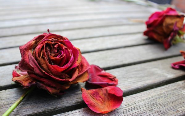 Засохшие цветы