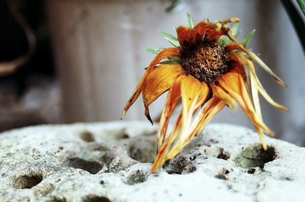 Умирающие растения