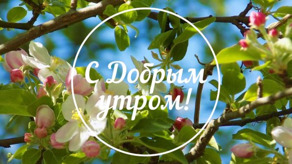 Доброе утро яблони в цвету