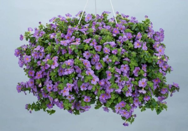 Бакопа Scopia Gulliver Violet