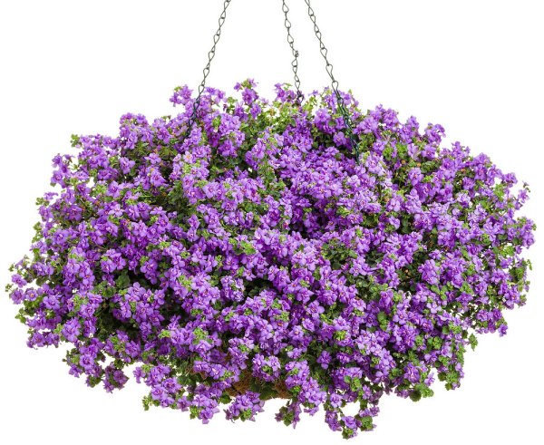 Бакопа ампельная махровая