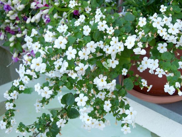 Бакопа MEGACOPA White
