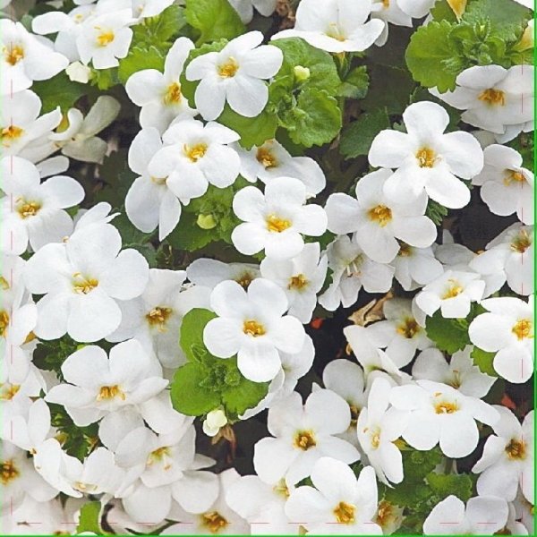 Сутера Бакопа