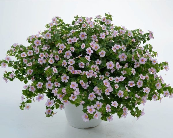 Bacopa Scopia Pink