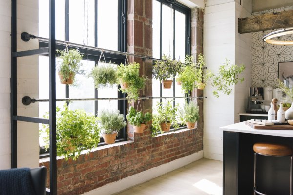 Растения лофт