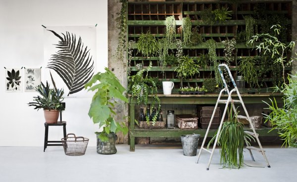 Комната с растениями Эстетика