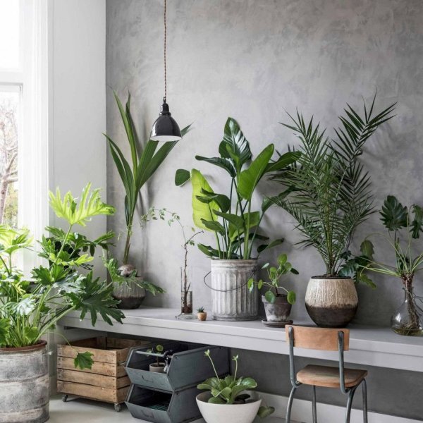 Комнатные цветы в интерьере гостиной