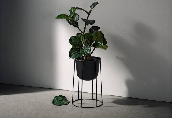 Цветы в горшках Эстетика