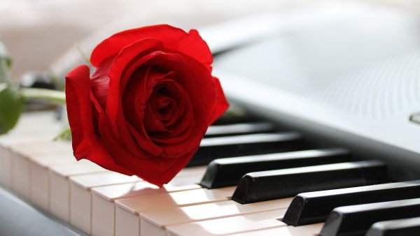 Цветы для музыканта