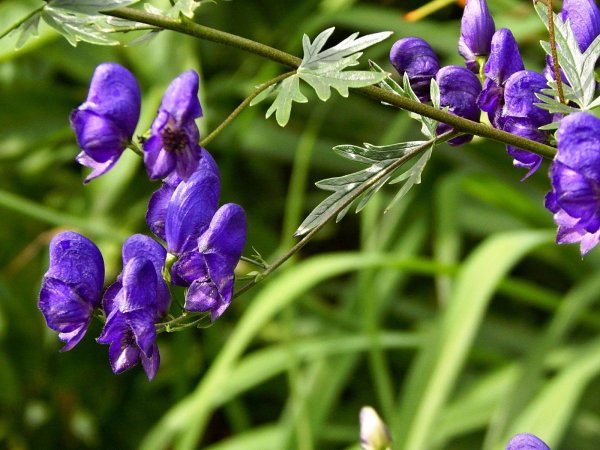 Аконит белоустый