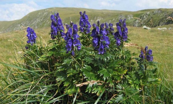 Аконит джунгарский