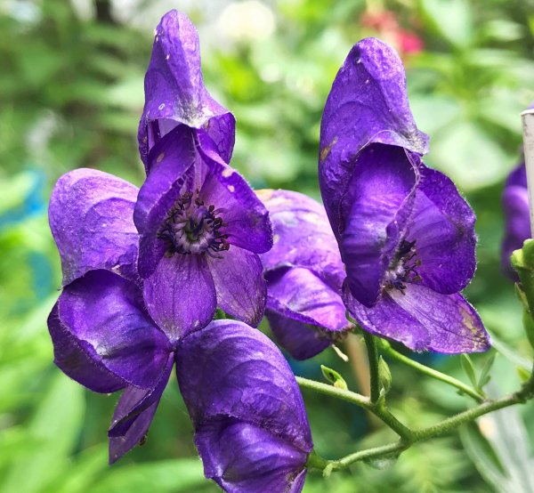 Аконит белоустый