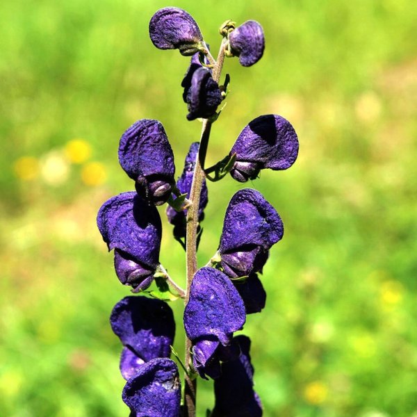 Шерстистый Аконит