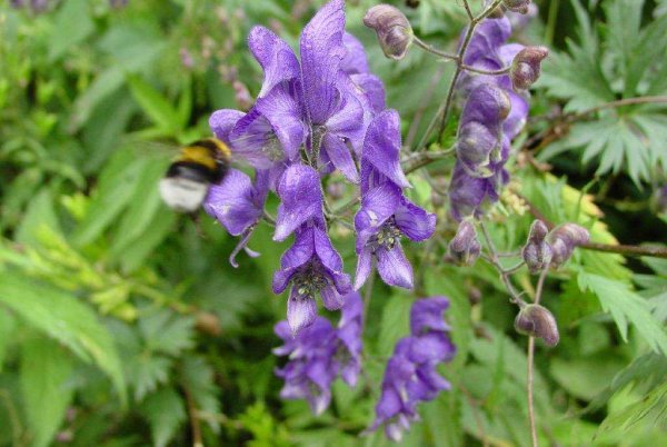 Аконит белоустый