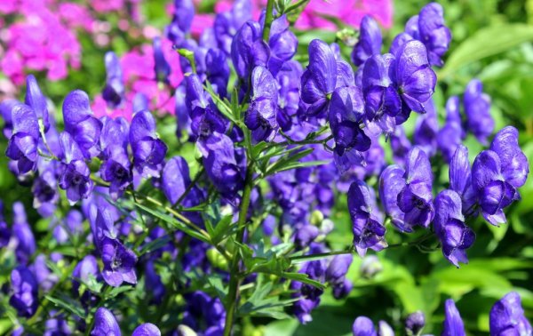 Аконит цветок