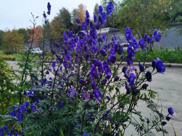 Аконит Дубравный