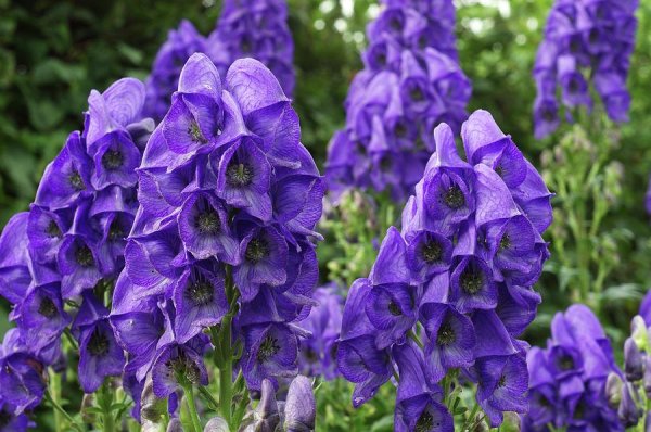 Аконит/борец Кармихеля