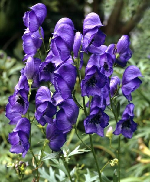 Растение Аконит клобучковый