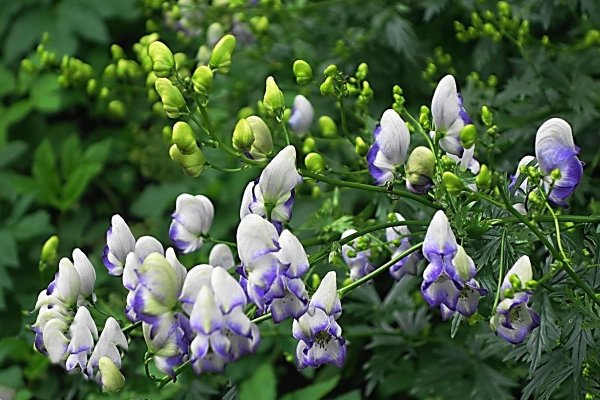 Аконит белоустый