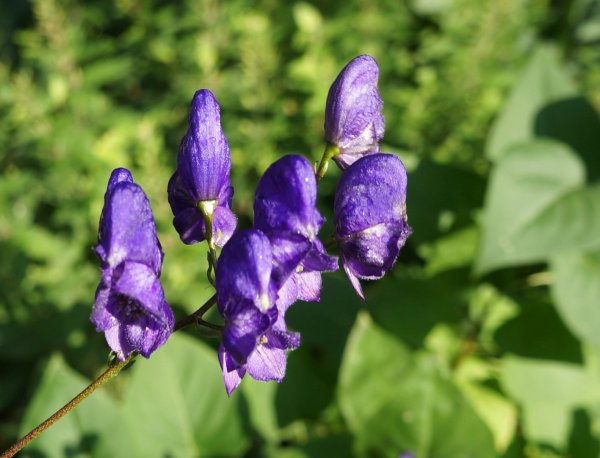 Аконит Фишера