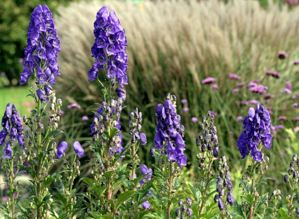 Аконит (борец)