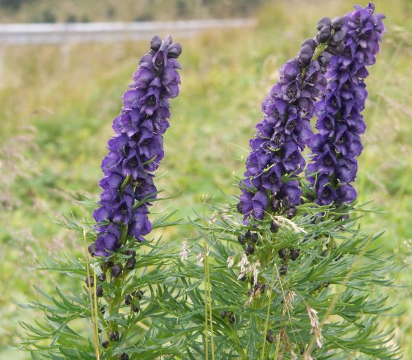 Аконит клобучковый