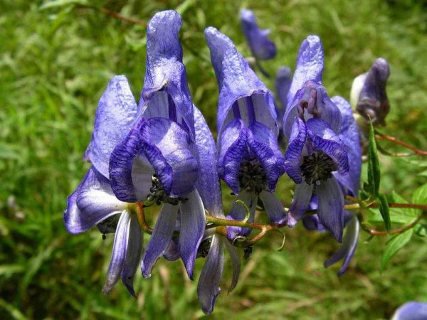 Аконит растение