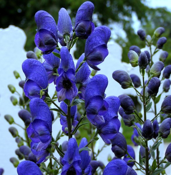 Аконит клобучковый