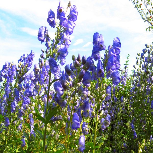Аконит клобучковый синий