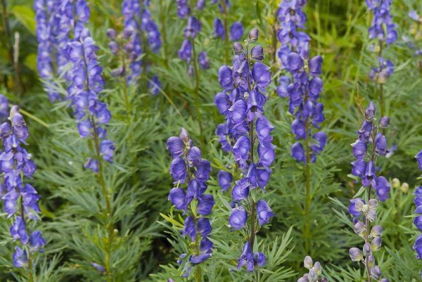 Волчий Аконит