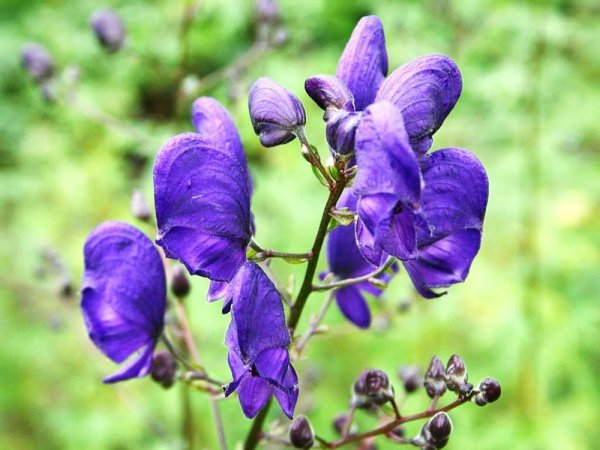 Цветок Аконит джунгарский