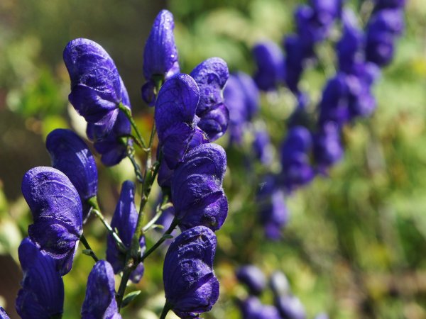 Aconitum / Аконит (борец) ’