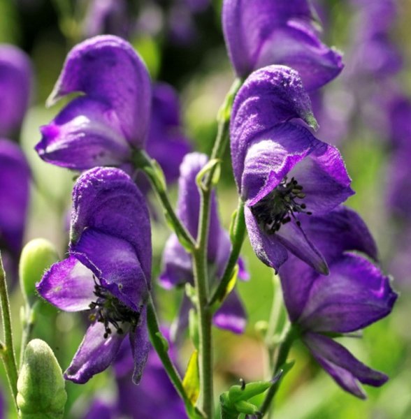 Волчий Аконит цветок