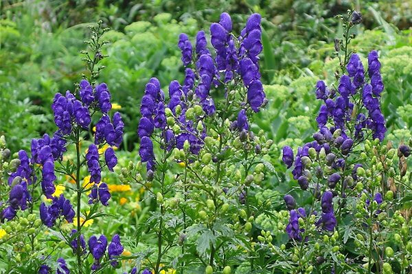 Аконит (борец)