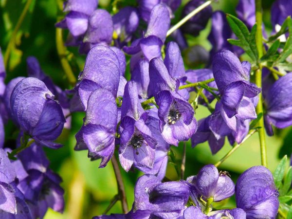 Аконит клобучковый