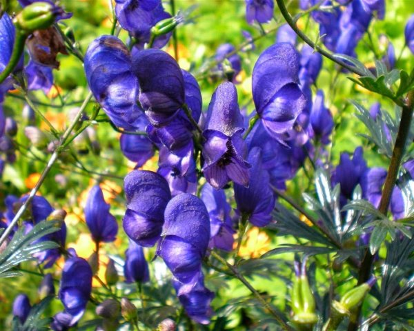 Аконит гибридный