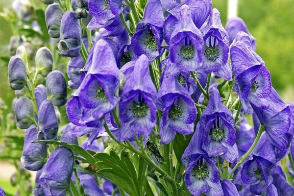 Аконит клобучковый синий