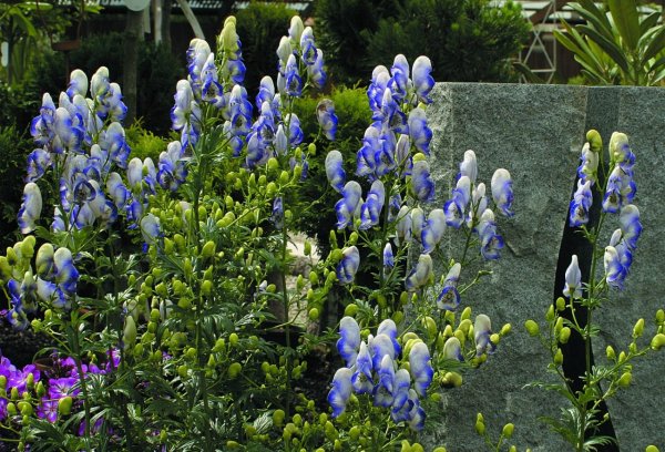 Аконит клобучковый биколор