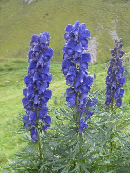 Аконит клобучковый (Aconitum napellus) видовой