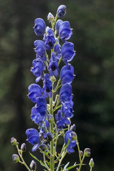 Аконит клобучковый