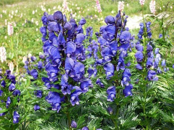 Аконит (борец)