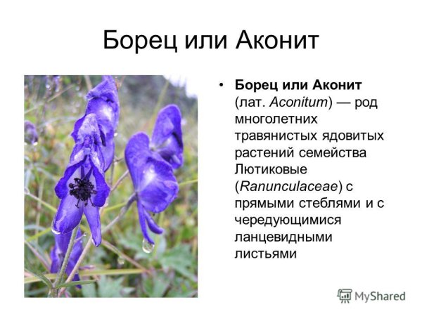 Ядовитые растения Аконит борец