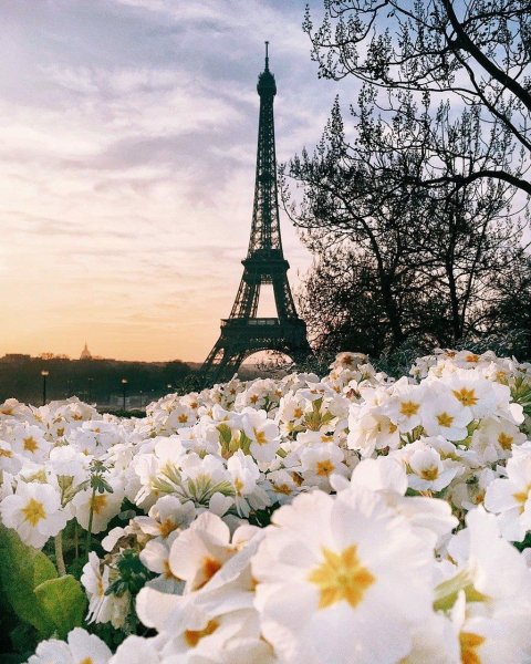Эйфелева башня Весна и цветы