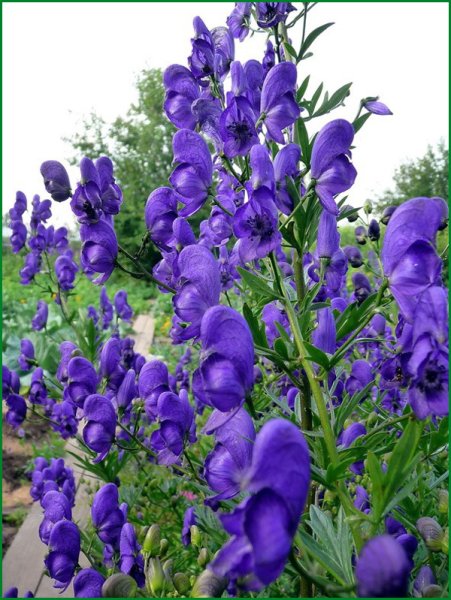 Аконит джунгарский