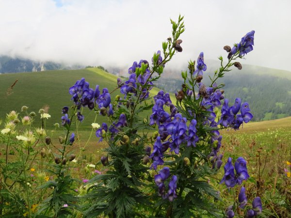 Аконит джунгарский (борец, башмачки).