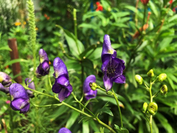 Аконит цветок